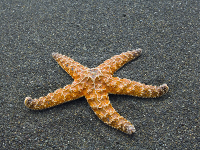 Ochre Seastar, Exposed On Beach At Low Tide, Olympic National Park, Washington, Usa by Georgette Douwma Pricing Limited Edition Print image