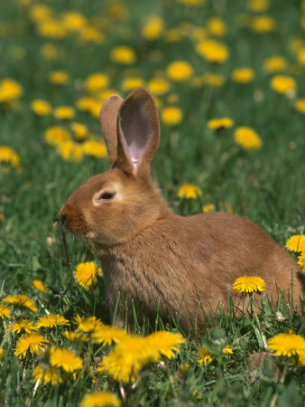 New Zealand Breed Of Domestic Rabbit, Amongst Dandelions by Lynn M. Stone Pricing Limited Edition Print image