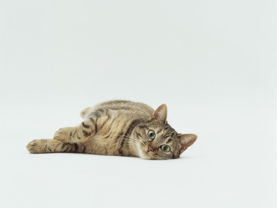 Female Domestic Tabby Cat Lying Down, Uk by Jane Burton Pricing Limited Edition Print image