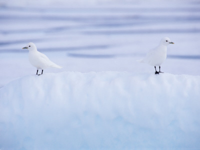 Two Ivory Gulls Camouflaged On Ice, Baffin Island, Canada by Staffan Widstrand Pricing Limited Edition Print image