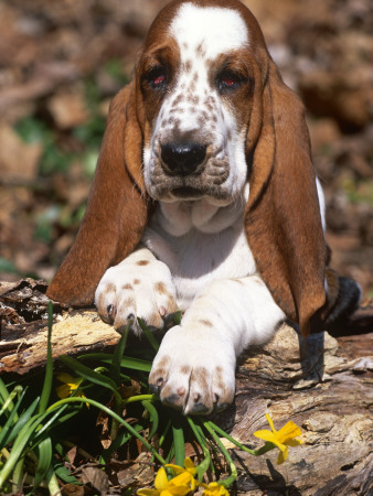 Basset Hound Puppy, Usa by Lynn M. Stone Pricing Limited Edition Print image