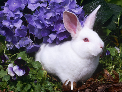 Domestic New Zealand Rabbit, Amongst Hydrangea, Usa by Lynn M. Stone Pricing Limited Edition Print image
