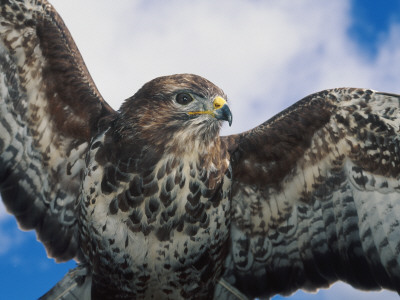 Female Common Buzzard With Wings Outstretched, Scotland by Niall Benvie Pricing Limited Edition Print image