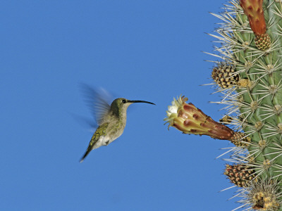 Female Antillean Mango, Feeding On Cactus Blossom, Bosque Estatal De Guanica, Puerto Rico by Rolf Nussbaumer Pricing Limited Edition Print image