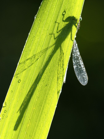 Blue-Tailed Damselfly, Silhouette On Leaf, Tamar Lake, Cornwall, Uk by Ross Hoddinott Pricing Limited Edition Print image