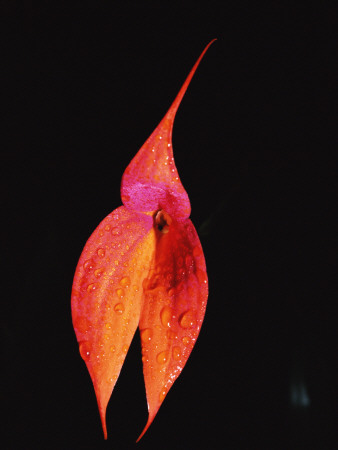 Masdevallia Orchid Flower, Machu Picchu, Peru, Sth America by Pete Oxford Pricing Limited Edition Print image