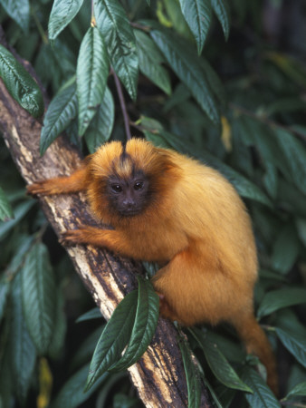 Golden Lion Tamarin by Tony Heald Pricing Limited Edition Print image