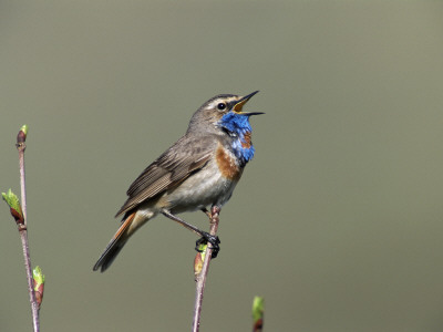 Bluethroat, Male Singing, Switzerland by Rolf Nussbaumer Pricing Limited Edition Print image