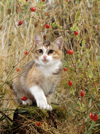 Domestic Cat, Tabby-Tortoiseshell Kitten Among Cocksfoot Grass, Horsetails And Rose Hips by Jane Burton Pricing Limited Edition Print image