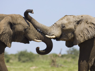 African Elephant, Bulls Sparring With Trunks, Etosha National Park, Namibia by Tony Heald Pricing Limited Edition Print image