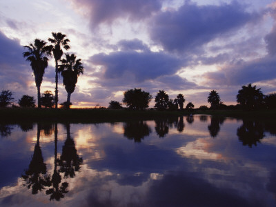 Palm Trees Silhouetted By Water At Sunset, Texas, Usa by Rolf Nussbaumer Pricing Limited Edition Print image
