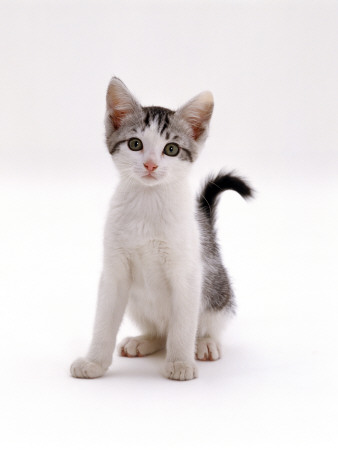 Domestic Cat, 4-Month Silver-And-White Kitten by Jane Burton Pricing Limited Edition Print image