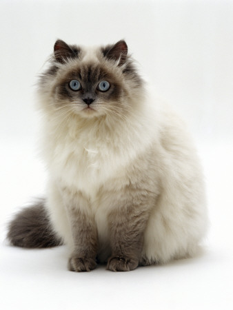 Domestic Cat, Blue Colour-Point Birman-Cross by Jane Burton Pricing Limited Edition Print image