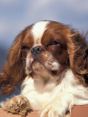 King Charles Cavalier Spaniel Adult Portrait by Adriano Bacchella Pricing Limited Edition Print image