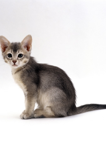 Domestic Cat, 9-Week, Ticked-Silver Kitten by Jane Burton Pricing Limited Edition Print image
