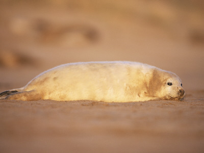 Grey Seal Pup, East Coast, Uk by Niall Benvie Pricing Limited Edition Print image