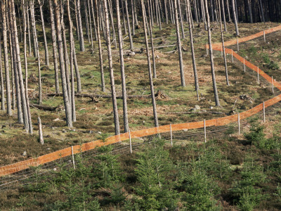 Deer Fence Protects Tree Plantation, Red Tape Reduces Grouse Collision, Highlands Scotland by Pete Cairns Pricing Limited Edition Print image