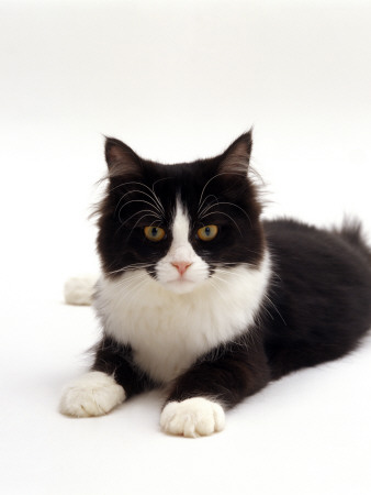 Domestic Cat, 6-Month Black-And-White Semi-Longhaired Female by Jane Burton Pricing Limited Edition Print image