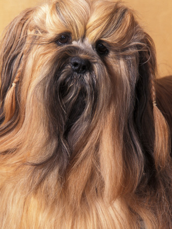 Lhasa Apso Portrait With Hair Plaited by Adriano Bacchella Pricing Limited Edition Print image