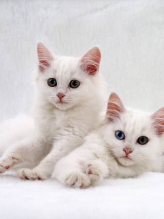 Domestic Cat, White Semi-Longhair Turkish Angora Kittens, One With Odd Eyes by Jane Burton Pricing Limited Edition Print image