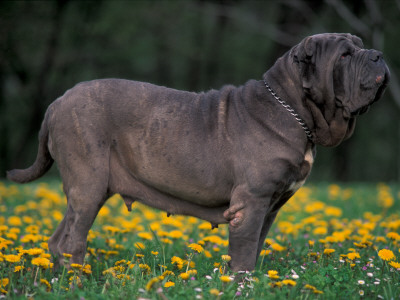Black Neopolitan Mastiff Standing In Show Stack / Pose In Field by Adriano Bacchella Pricing Limited Edition Print image