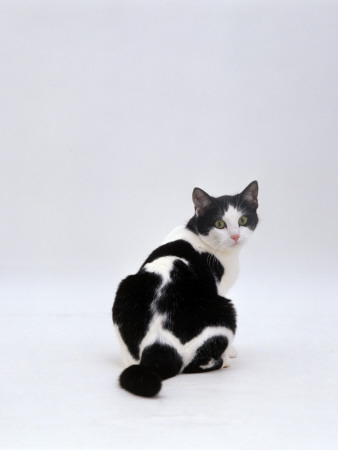 Domestic Cat, Black-And-White Female Rear View Looking Back by Jane Burton Pricing Limited Edition Print image