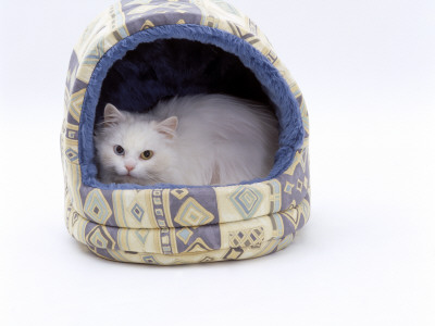 Domestic Cat, Longhaired White In Igloo Bed by Jane Burton Pricing Limited Edition Print image