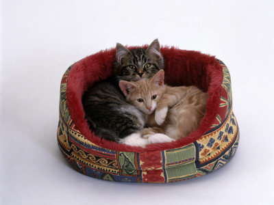 Domestic Cat, Two Kittens In Oval Bed by Jane Burton Pricing Limited Edition Print image