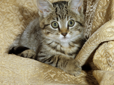 Domestic Cat, Female Tabby Kitten On Chair by Jane Burton Pricing Limited Edition Print image