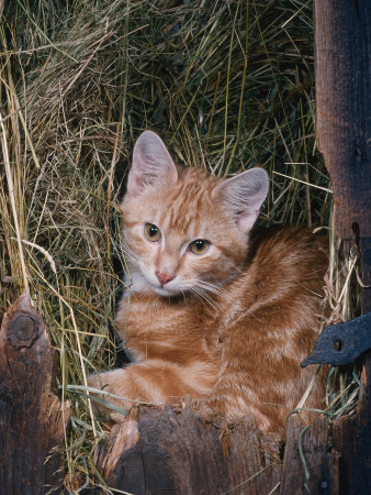 Domestic Cat, Ginger, Europe by Reinhard Pricing Limited Edition Print image