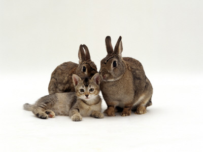 Domestic Cat, Brown Ticked Tabby Kitten With Two 'Wild' Rabbits, Colour Coordinated by Jane Burton Pricing Limited Edition Print image
