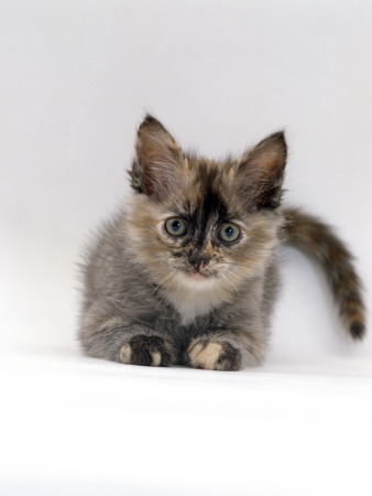 Domestic Cat, 8-Week Tortoiseshell Ragdoll-Turkish-Van-Cross Kitten by Jane Burton Pricing Limited Edition Print image