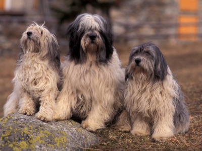 Polish Lowland Sheepdog Family Group by Adriano Bacchella Pricing Limited Edition Print image