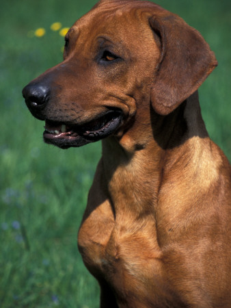Rhodesian Ridgeback Portrait by Adriano Bacchella Pricing Limited Edition Print image