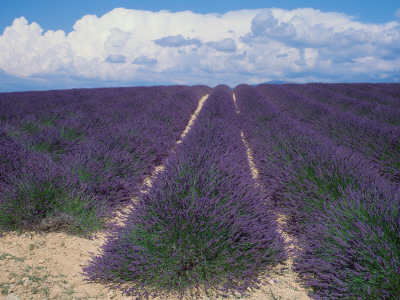 Lavender Field In Flower, Provence, France (Lavendula Angustifolia) by Reinhard Pricing Limited Edition Print image