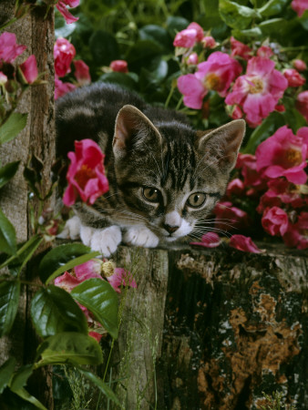 Domestic Cat, Tabby Kitten Among American Pillar Roses by Jane Burton Pricing Limited Edition Print image