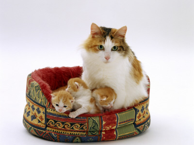 Domestic Cat, Mother With Kittens In Basket by Jane Burton Pricing Limited Edition Print image