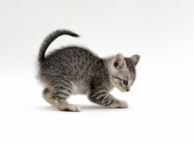 Domestic Cat, Playful 7-Week Silver Spotted Kitten by Jane Burton Pricing Limited Edition Print image