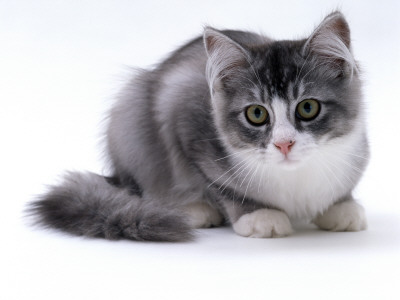 Domestic Cat, 5-Month Silver Bicolour Chinchilla-Cross by Jane Burton Pricing Limited Edition Print image
