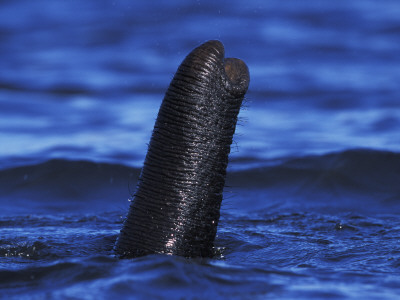 African Elephant Trunk Used As Snorkel While Swimming, Chobe National Park, Botswana by Tony Heald Pricing Limited Edition Print image