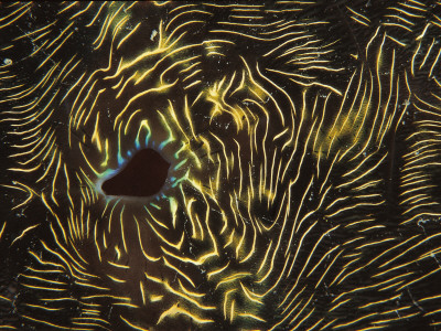 Exhalation Hole Of Giant Clam, Indo Pacific by Jurgen Freund Pricing Limited Edition Print image