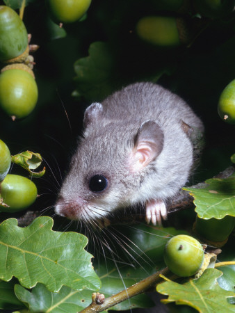 Fat / Edible Dormouse (Glis Glis) Europe by Reinhard Pricing Limited Edition Print image