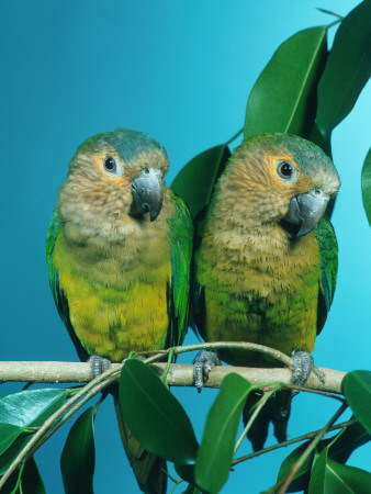 Orange-Cheeked Conures (Aratinga Pertinax Chrysophrys) by Reinhard Pricing Limited Edition Print image