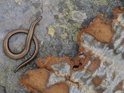 Female Slow Worm Near Rusting Iron, Scotland by Niall Benvie Pricing Limited Edition Print image