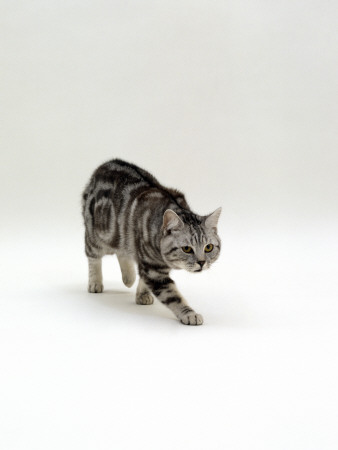 Domestic Cat, British Shorthair Silver Tabby, Stalking by Jane Burton Pricing Limited Edition Print image