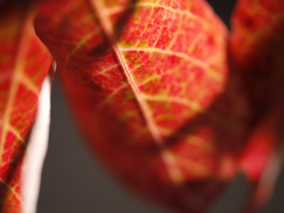 Crimson Leaf by Nicole Katano Pricing Limited Edition Print image