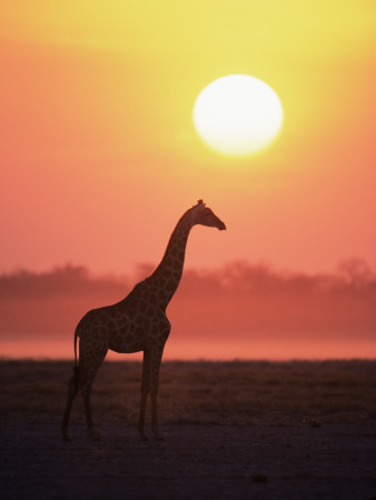 Giraffe Silhouette At Sunset, (Giraffa Camelopardalis) Etosha National Park, Namibia by Tony Heald Pricing Limited Edition Print image