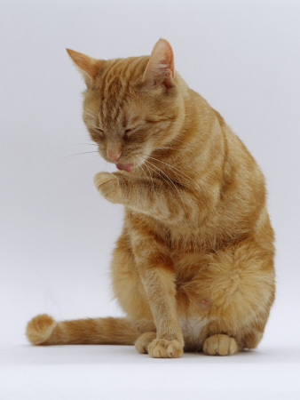Domestic Cat, Ginger Tabby Female Sitting Licking Front Paw by Jane Burton Pricing Limited Edition Print image