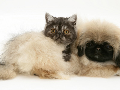 Smoke Exotic Kitten With Pekingese Puppy by Jane Burton Pricing Limited Edition Print image