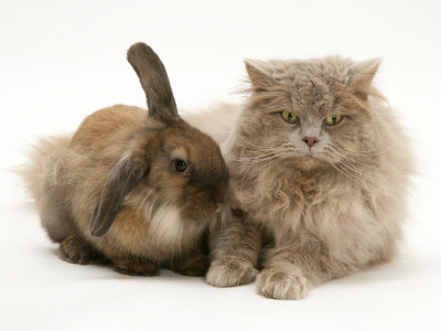 Fluffy Grey Cat Cuddled Up With Dwarf Lionhead Rabbit by Jane Burton Pricing Limited Edition Print image